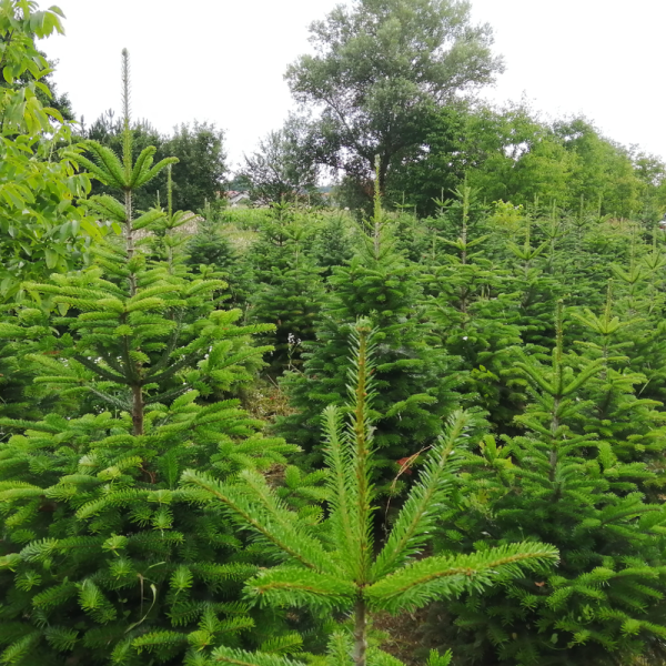 Fir Nordmann seeds