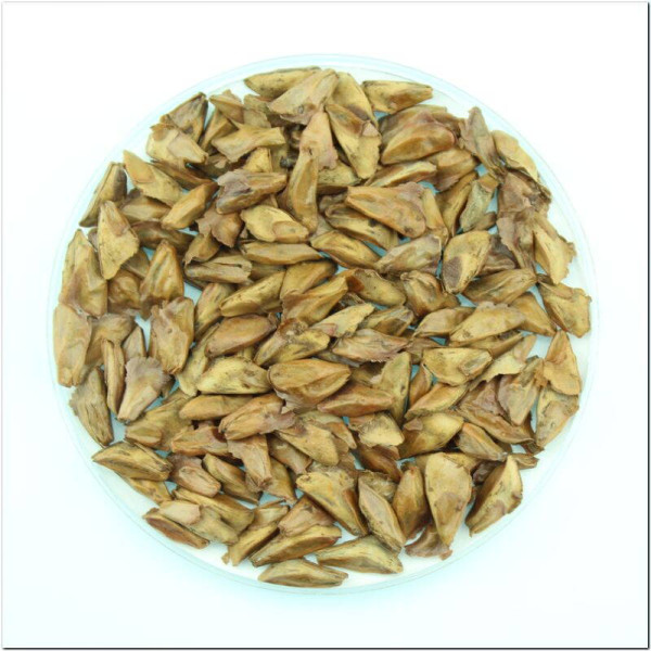 Fir Nordmann seeds