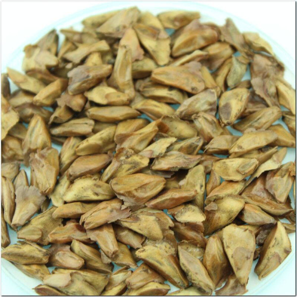 Fir Nordmann seeds