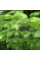 Fir cilician seeds