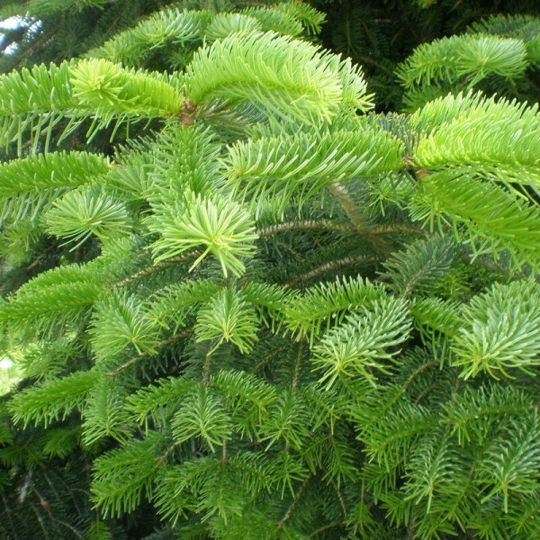 Fir cilician seeds