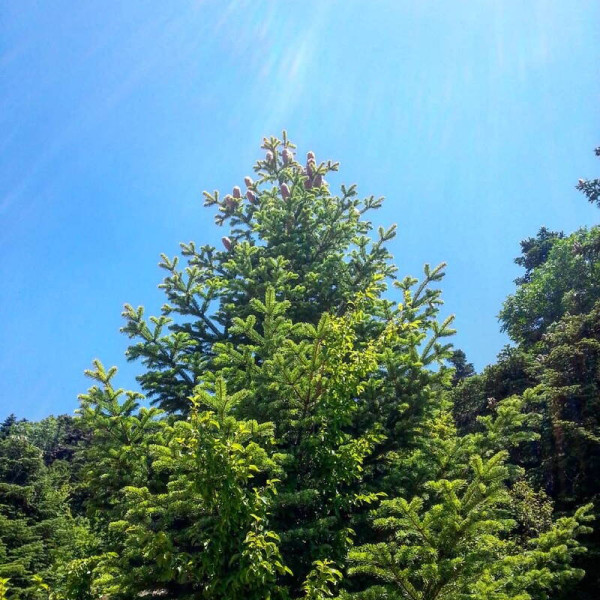 Fir cilician seeds