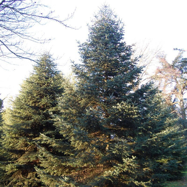 Fir cilician seeds