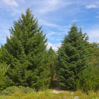 Fir greek seeds
