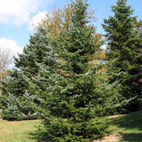 Fir sakhalin seeds