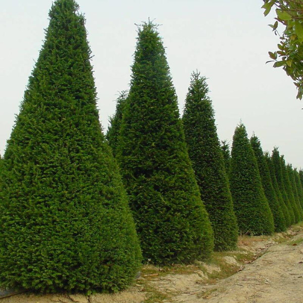 Yew common pyramidal seeds