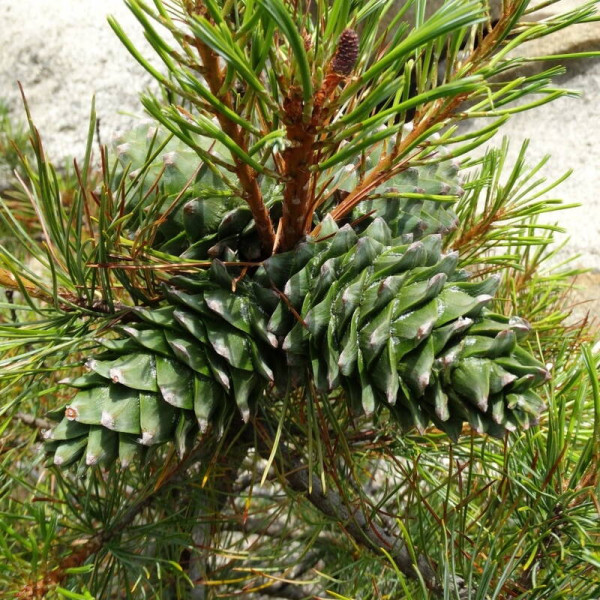 Pine korean seeds