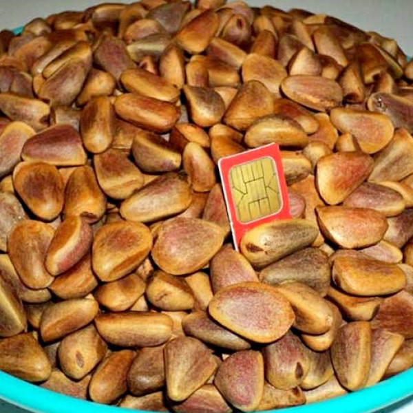 Pine korean seeds
