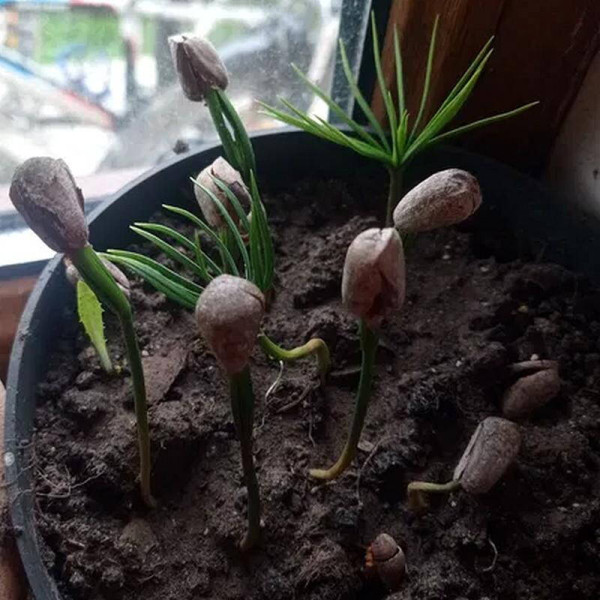 Pine korean seeds
