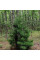 Pine korean seeds