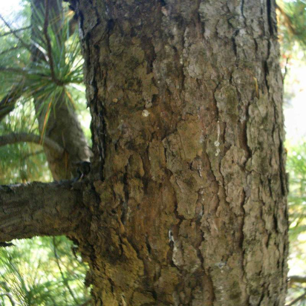 Pine korean seeds