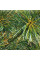 Pine korean seeds