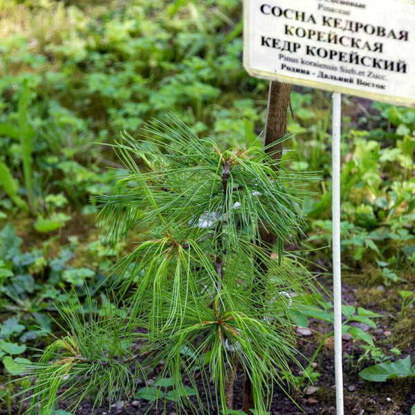 Pine korean seeds