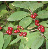 Fly honeysuckle seeds