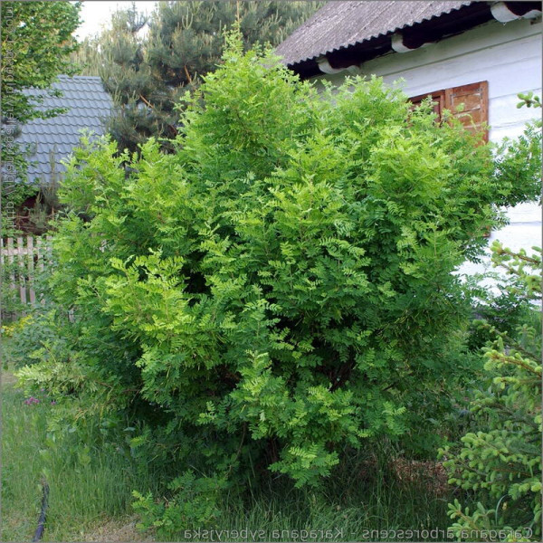 Насіння акації жовтої