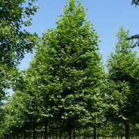 Sycamore oriental seeds