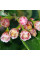 Cotoneaster shiny seeds