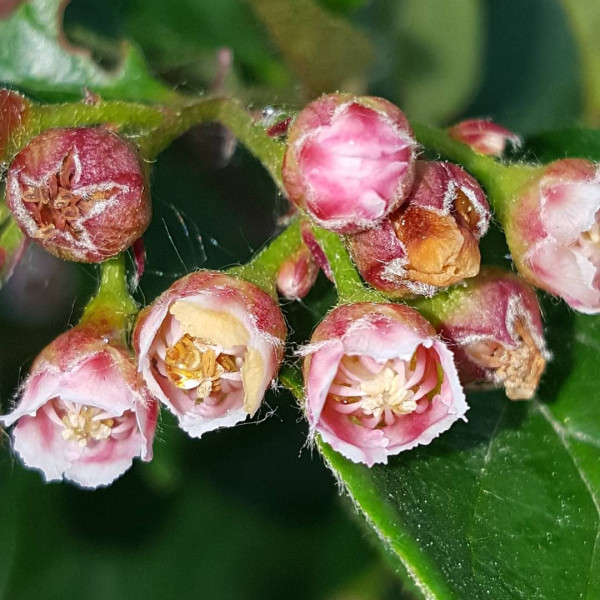 Cotoneaster shiny seeds