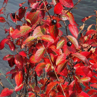 Cotoneaster shiny seeds