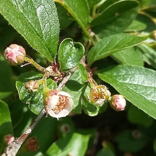 Cotoneaster shiny seeds
