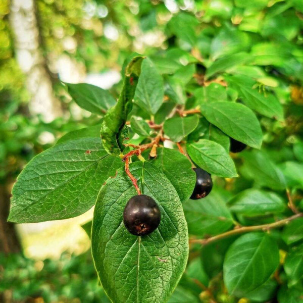 Cotoneaster shiny seeds
