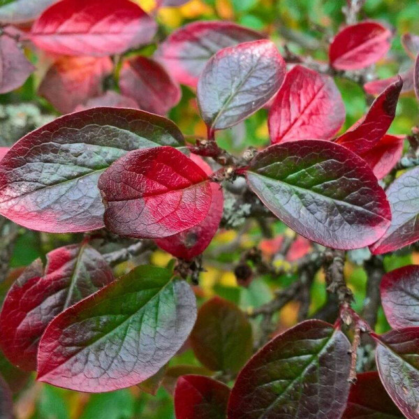 Cotoneaster shiny seeds