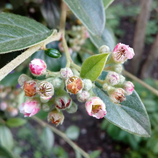 Cotoneaster shiny seeds