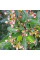 Cotoneaster shiny seeds