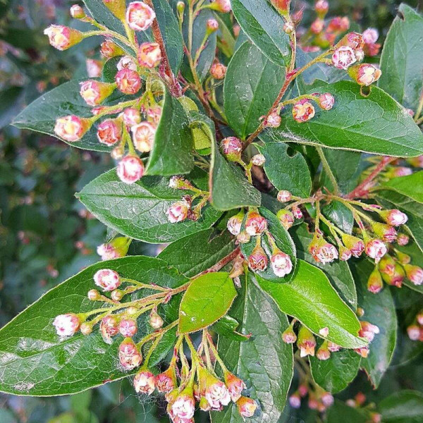 Cotoneaster shiny seeds