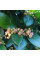 Cotoneaster shiny seeds