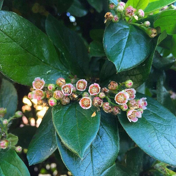 Cotoneaster shiny seeds