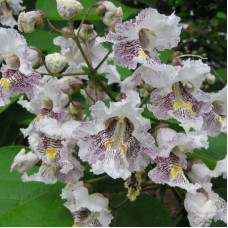 Catalpa southern seeds