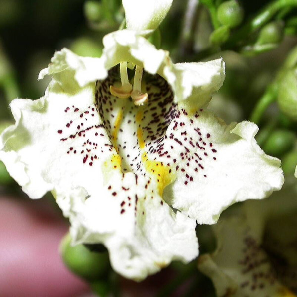Catalpa yellow seeds