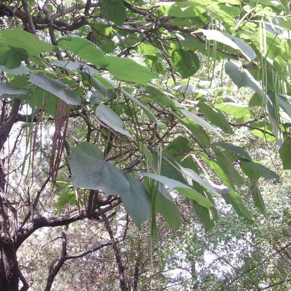 Catalpa yellow seeds