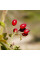 Dog rose thornless seeds «Inermis»