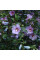 Hibiscus seeds «Rose of Sharon purple»