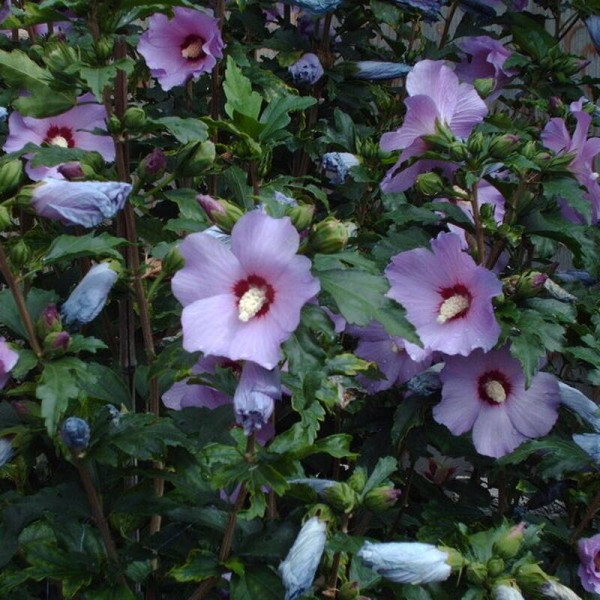 Hibiscus seeds «Rose of Sharon purple»