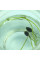 Lotus seeds «Mix»