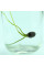 Lotus seeds «Mix»