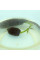 Lotus seeds «Mix»