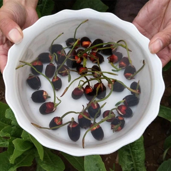 Lotus seeds «Mix»