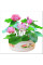 Lotus seeds «Mix»