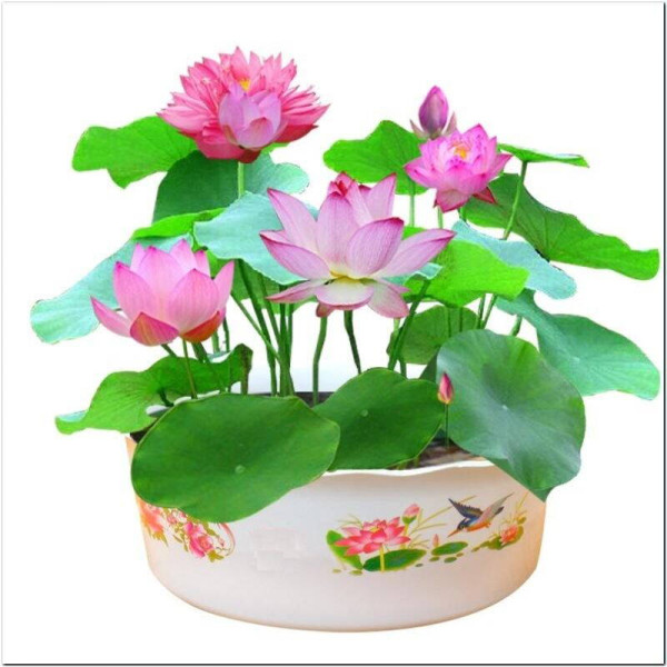 Lotus seeds «Mix»