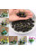 Lotus seeds «Mix»