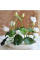 Lotus seeds «Mix»