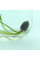 Lotus seeds «Mix»