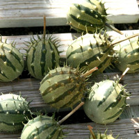 Zambianus seeds