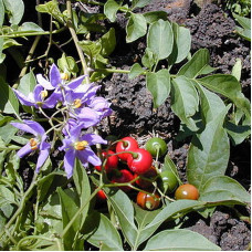 Sunberry seeds