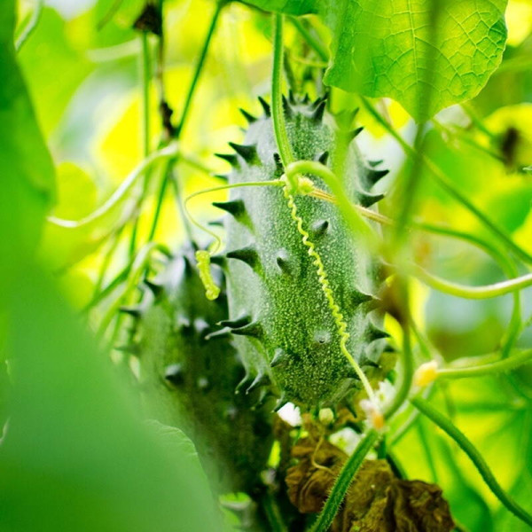 African horned cucumber seeds