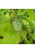 African horned cucumber seeds